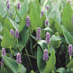 Chalily Pink Pickerel Rush, a Great Live Pond Plant for Your Water Garden. Filters The koi and Goldfish Pond. Good for Bogs, Plant Shelf or Shallow Water This marginal Aquatic is a Real Beauty