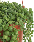 Shop Succulents 6" String of Pearls Hanging Succulent Live Plant, Versatile for Hanging Baskets, Vertical Gardens, Indoor & Outdoor Decor, Low-Maintenance Indoor Plant