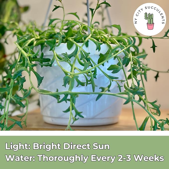 String of Dolphins Plant – Live 6” Hanging Basket Dolphin Succulent - Easy-Care Rare Air-Purifying Houseplant for Home, Office, Wedding Decor or Birthday Gift (Heat Pack Included)