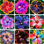 100+Giant Hibiscus Seeds for Planting Outdoor- Perennial Rare Non-GMO Heirloom Flowers Plant for Your Flourishing Garden Home