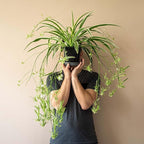 Perfect Plants Reverse Variegated Spider Plant in 6in. Grower's Pot | Live Houseplant for Indoor Growing | Easy to Care for & Keep Alive | Beautiful White & Green Reverse Variegated Leaves