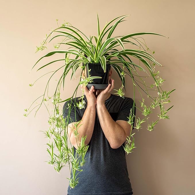 Perfect Plants Reverse Variegated Spider Plant in 6in. Grower's Pot | Live Houseplant for Indoor Growing | Easy to Care for & Keep Alive | Beautiful White & Green Reverse Variegated Leaves