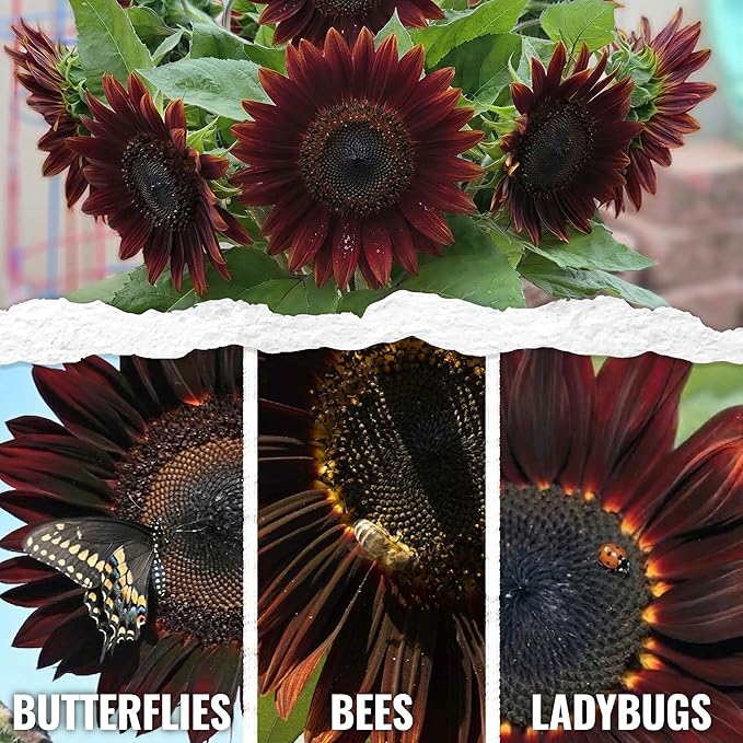 Seed Needs Chocolate Sunflower Seeds for Planting Dark Maroon Sunflowers - Heirloom & Open Pollinated Flower Seed to Plant & Grow an Outdoor Wildflower Butterfly Garden (1 Pack)