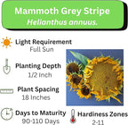 Mammoth Sunflower Seeds for Planting - Grow Giant Sun Flowers in Your Garden - 50 Non GMO Heirloom Seeds - Full Planting Instructions for Easy Grow - Great Gardening Gifts (5 Packets)