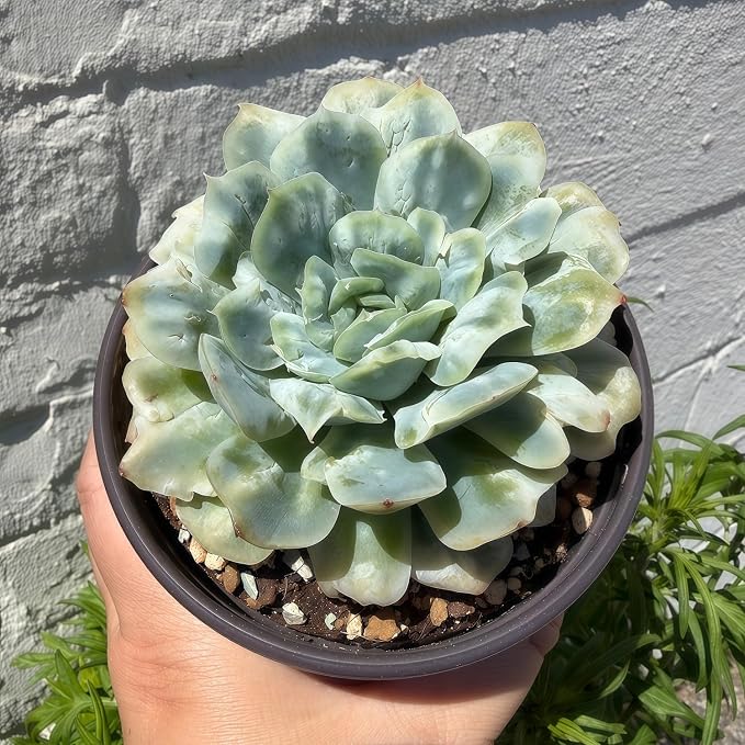 Echeveria ‘Floral Bride’ 3in Variegated Succulent Live Plant – Colorful Rare Rosette Succulent, Easy Care Live Succulents Plants, Desk Plant Gift, Indoor/Outdoor Plant for Collectors, Home Decor