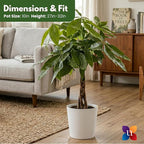 Money Tree Live Plant by United Nursery Pachira Aquatica Braided Trunk Indoor Tree, Easy Care Air Purifier House Plant for Lucky Home and Office Decor