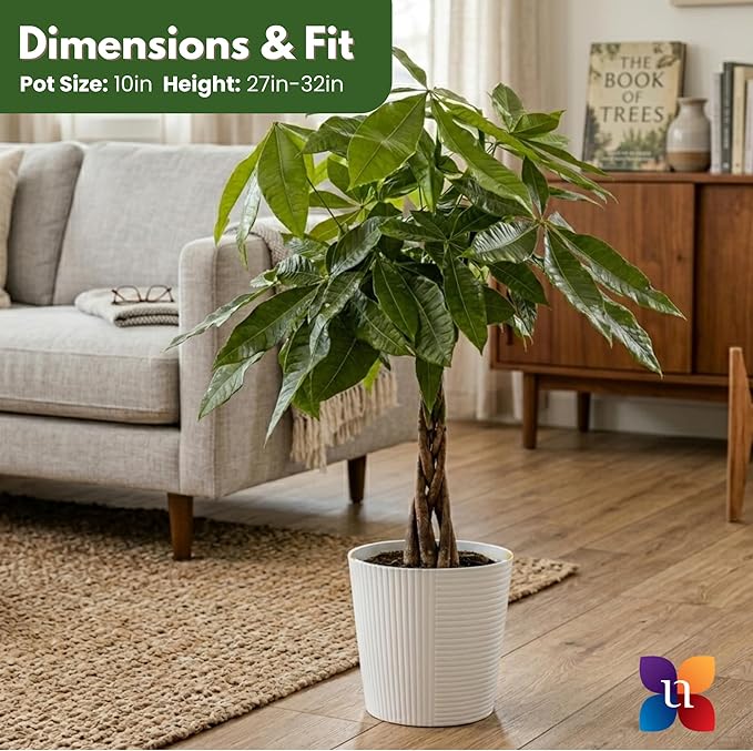 Money Tree Live Plant by United Nursery Pachira Aquatica Braided Trunk Indoor Tree, Easy Care Air Purifier House Plant for Lucky Home and Office Decor