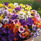 CEWOR 24 Bundles Artificial Flowers for Outdoor Indoor, Fake Silk Pansy with Eucalyptus Leaves, Faux Flower for Garden Front Door Porch Planter Patio Home Decor (Yellow White Purple Pink Orange Blue)
