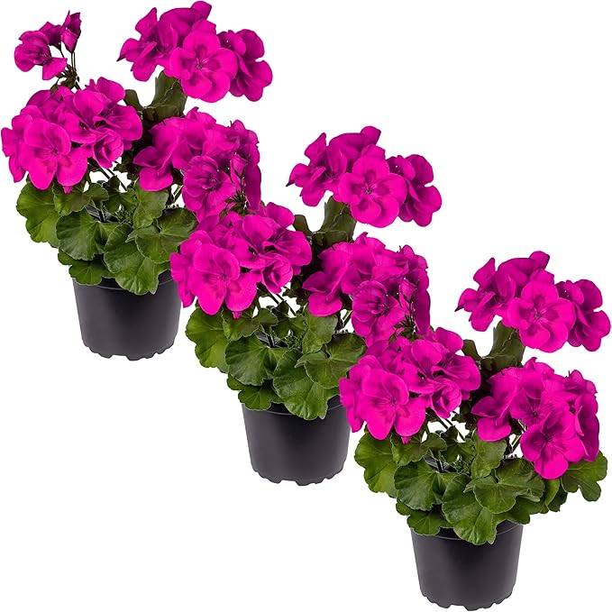 Live Flowering Zonal Geraniums - Purple (3 Plants Per Pack) - Beautiful Spring Flowers - 12" Tall by 5" Wide in 1 Qt Pot