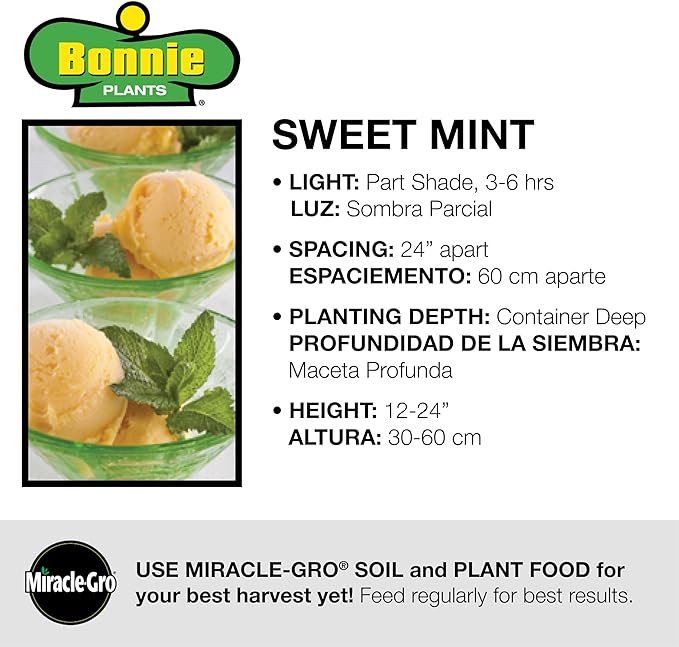Bonnie Plants Sweet Mint Plug, Live Plant, for Salads, Desserts, and Drinks, Full to Part Sun, 3 Cubic in., 6 Pack