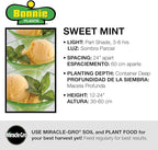 Bonnie Plants Sweet Mint Plug, Live Plant, for Salads, Desserts, and Drinks, Full to Part Sun, 3 Cubic in., 6 Pack