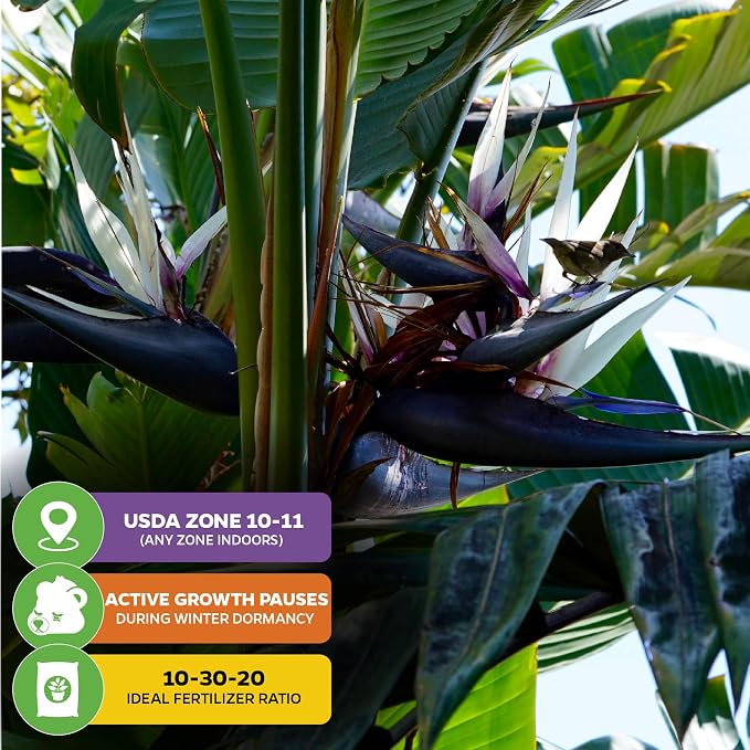 White Bird of Paradise Live Plant - Strelitzia Reginae - Wellspring Gardens - Tropical Flowering Perennial, Exotic Indoor/Outdoor Houseplant, Easy Care, Low Maintenance (2-Pack)