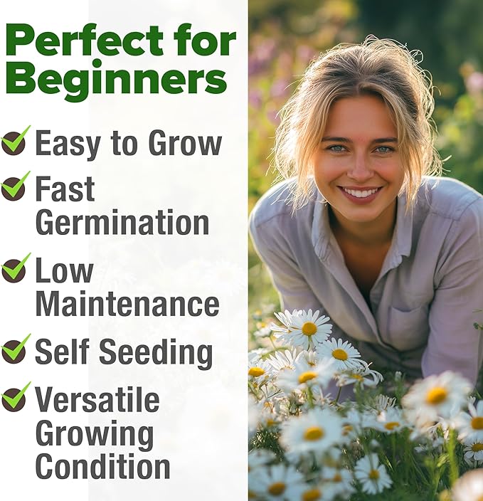 HOME GROWN German Chamomile Seed Pack 2,280 Non GMO Heirloom Seeds for Planting for Sustainable Gardens and Soothing Medicinal Herbal Teas (Matricaria chamomilla)