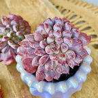 FWPP Succulents Plants Live Echeveria ‘Pink Jenny’,Mini Succulents Red 3 inches Mini Succulents,Bare Root Without Pot,Succulent Plant Live Decoration Plant Gifts