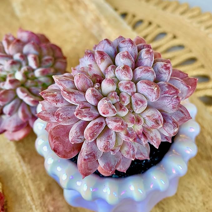 FWPP Succulents Plants Live Echeveria ‘Pink Jenny’,Mini Succulents Red 3 inches Mini Succulents,Bare Root Without Pot,Succulent Plant Live Decoration Plant Gifts