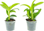 2 Live Orchid Plants | Dendrobium Orchids | Real Houseplants in Potting Soil Mix with Orchid Pots | Flowering Plants | Decorative Flowers Orchid Mix | by Plants for Pets, Green