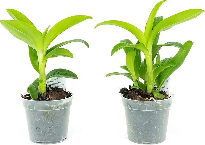 2 Live Orchid Plants | Dendrobium Orchids | Real Houseplants in Potting Soil Mix with Orchid Pots | Flowering Plants | Decorative Flowers Orchid Mix | by Plants for Pets, Green
