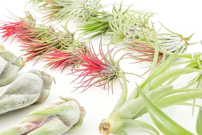 48 Air Plant Variety Pack - Live Tillandsia Succulent House Plants - Wholesale and Bulk - Home and Garden Decor - Easy Care Indoor and Outdoor Plants