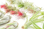 48 Air Plant Variety Pack - Live Tillandsia Succulent House Plants - Wholesale and Bulk - Home and Garden Decor - Easy Care Indoor and Outdoor Plants