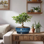 Bonsai Pots 8 Inch - Ceramic Succulent Planter for Indoor Outdoor, Round Bonsai Planter with Drainage Hole and Saucer, Shallow Ceramic Planters Bowl, Patio Decor, Housewarming Gift, Blue
