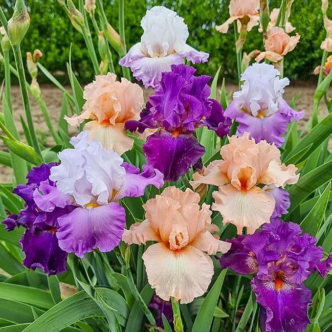 300+ Rare Iris Seeds for Planting - Mixed Iris Flower Seeds Exotic Perennial Flower Non-GMO Heirloom Garden Outdoor
