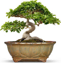 13.2 Inch Bonsai Planter - Ceramic Bonsai Pots with Drainage Hole, Succulent Pots for Indoor Outdoor Plants, Shallow Succulent Planters, Garden Decor, Gifts for Gardeners, Oval Yellowish Brown