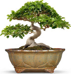 13.2 Inch Bonsai Planter - Ceramic Bonsai Pots with Drainage Hole, Succulent Pots for Indoor Outdoor Plants, Shallow Succulent Planters, Garden Decor, Gifts for Gardeners, Oval Yellowish Brown