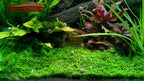 9+ Live Ramshorn Snails Aquarium or Pond, Algae Clean Up! Shipped Daily!