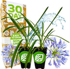Agapanthus 'Lily of The Nile' Live Plant - Agapanthus africanus by Wellspring Gardens Starter Plant, Exotic-Looking Outdoor Live Plant, Full Sun Perennial, Ideal for Garden and Patio (2-Pack)