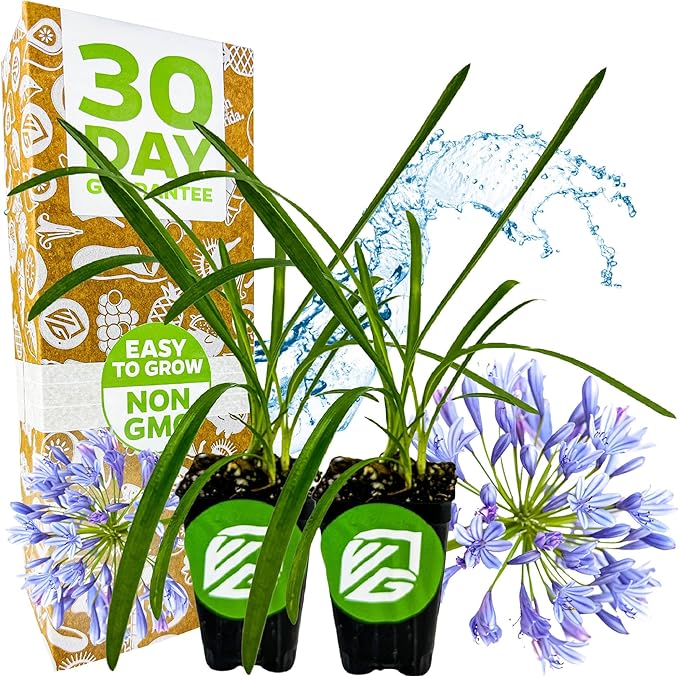 Agapanthus 'Lily of The Nile' Live Plant - Agapanthus africanus by Wellspring Gardens Starter Plant, Exotic-Looking Outdoor Live Plant, Full Sun Perennial, Ideal for Garden and Patio (2-Pack)