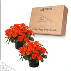 Live Flowering Sunpatiens - Orange (2 Plants Per Pack), Beautiful Annual Summer Color, 10" Tall by 6" Wide in 1 Quart Pot