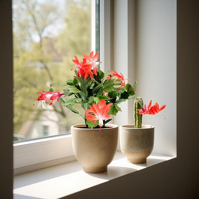 Thanksgiving Cactus,Coral Seasonal Blooms, Live Indoor Plant, Flowering Houseplant, Christmas Cactus, 4-Inch Pot, Holiday Decor, Pet Safe, Free Heat Pack