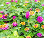 50 pcs Lantana Flower Seeds – Colorful Perennial Seeds | Drought-Tolerant, Long-Blooming | Attracts Butterflies & Hummingbirds