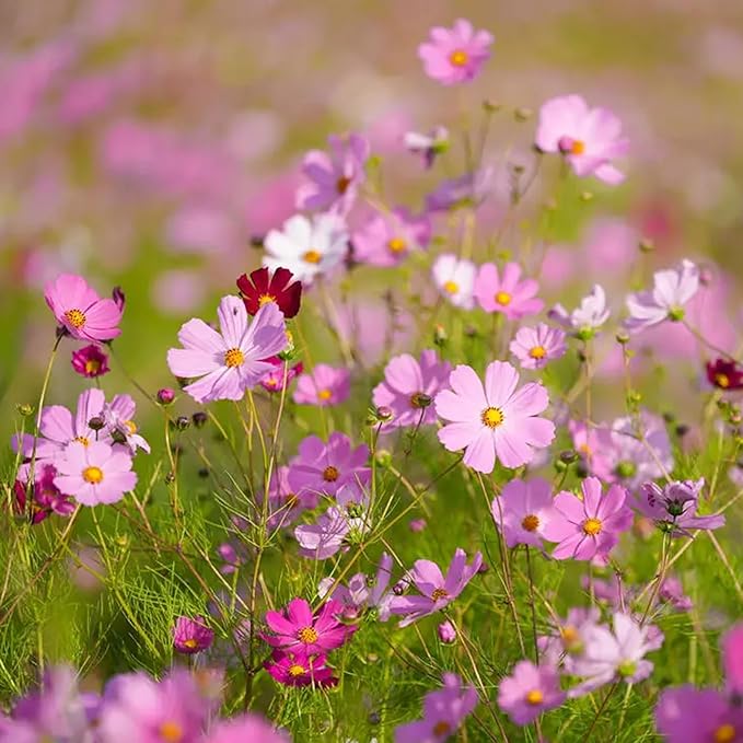 300pcs Pink Dwarf Cosmos Seeds for Planting, Rare Perennial Flower Seeds to Plant, Heirloom Non-GMO Dwarf Home Garden Open Pollinated Wildflowers for Outdoors