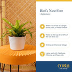 Costa Farms Bird's Nest Fern Live Plant in Plastic Pot, Air Purifying Indoor Houseplant, Perfect for Home, Room, or Office Decor, Great House Warming or Birthday Gift, 12-18 Inches Tall