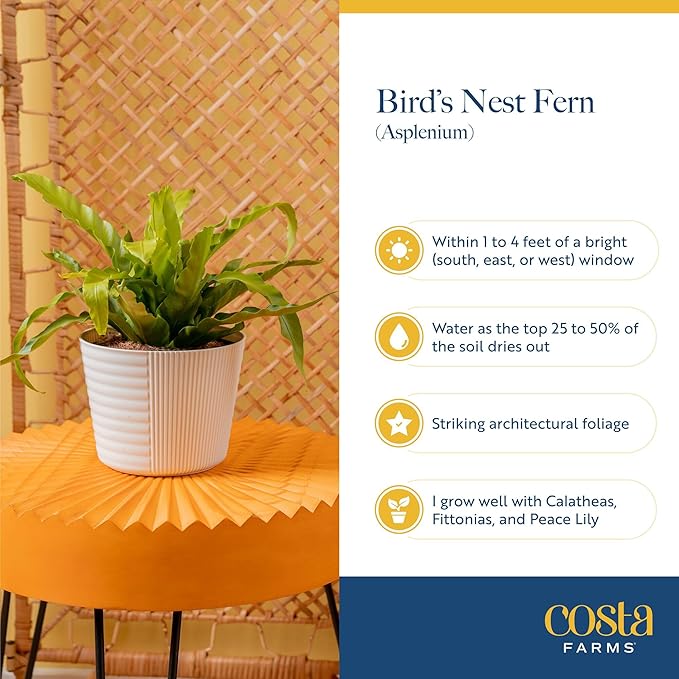 Costa Farms Bird's Nest Fern Live Plant in Plastic Pot, Air Purifying Indoor Houseplant, Perfect for Home, Room, or Office Decor, Great House Warming or Birthday Gift, 12-18 Inches Tall