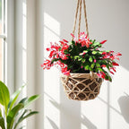 Thanksgiving Cactus, Red Seasonal Blooms, Live Indoor Plant, Flowering Houseplant, Christmas Cactus, 8-Inch Hanging Basket, Holiday Decor, Pet Safe, Free Heat Pack