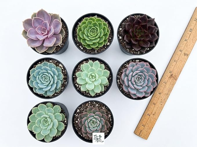 Succulent Plant Pack, Low-Maintenance, Air-Purifying, 2-8 Pack Options | Divine Roots (8, Eco White)
