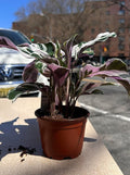 Calathea White Fusion – 4' and 6" Live Prayer Plant in Nursery Pot – Rare Variegated Foliage, Pet-Friendly, Indoor Tropical Plant for Low to Bright Indirect Light (4")