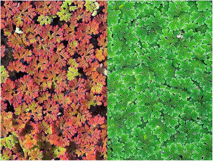 Azolla caroliniana Live Floating Pond Plant Huge Portion Mosquito Fern Water Velvet Fairy Moss Aquarium Outdoor Ponds Fast Growth Outcompetes Algae Fish Food filiculoides Live Aquarium Floating Plant