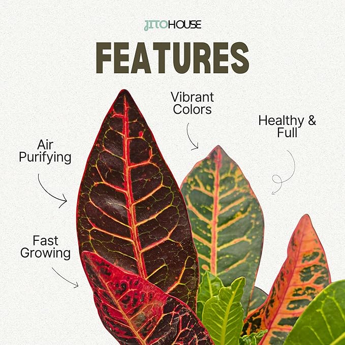Croton Petra Live Plant in 4” Nursery Pot – Colorful Tropical Indoor Houseplant with Red, Yellow & Green Foliage, Air Purifying Full Size Plant for Home Office Décor, Easy Low Maintenance – JitoHouse