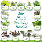 Easy to Grow Houseplants (Pack of 6), Live House Plants in Containers, Growers Choice Plant Set in Planters with Potting Soil Mix, Home Décor Planting Kit or Outdoor Garden Gifts by Plants for Pets