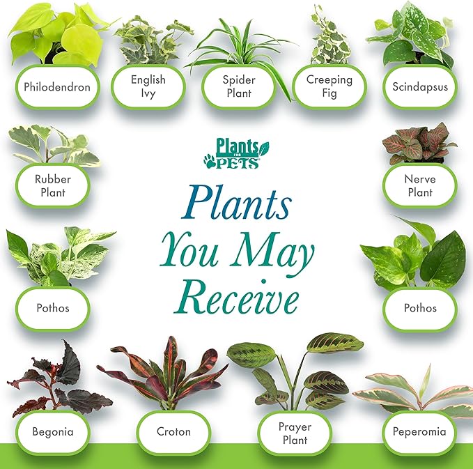 Easy to Grow Live Houseplants (6 Pack), Deluxe Collection of Assorted Air Purifying Indoor Plants, Peperomia, Spider Plants, No Duplicates, Pothos, Easy Plant Care, 2 in Pots, Begonia, Croton
