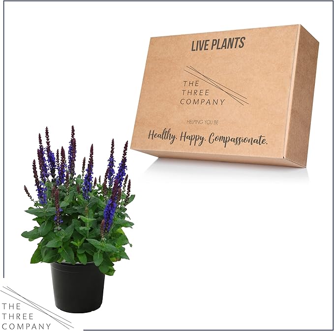 Live Salvia - Blue - Beautiful Upright Perennial - Healthy Spring Plant - 12" Tall by 6" Wide in 2.5 Qt Pot