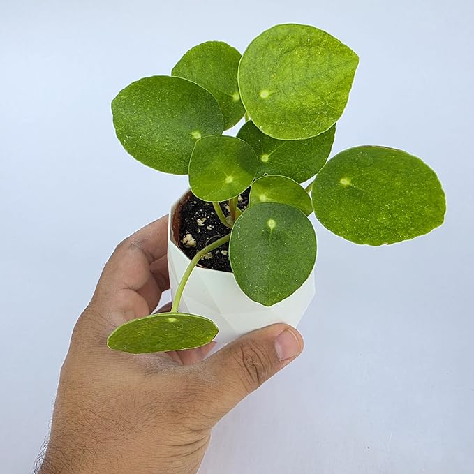Chinese Money Plant Live (Pilea Peperomioides) | Available in 2.5 Inch & 4 Inch Nursery Pot or Add Our Geometric Self-Watering Planter | Air Purifying (Self-Watering Planter, 2.5 inch Pot)