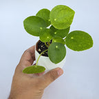 Chinese Money Plant Live (Pilea Peperomioides) | Available in 2.5 Inch & 4 Inch Nursery Pot or Add Our Geometric Self-Watering Planter | Air Purifying (Self-Watering Planter, 2.5 inch Pot)