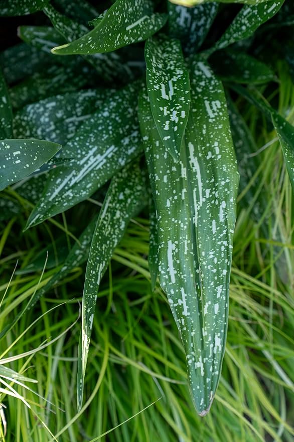 1.5 Gal Tokyo Skies Aspidistra - Variegated Cast Iron Plant