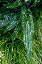 1.5 Gal Tokyo Skies Aspidistra - Variegated Cast Iron Plant