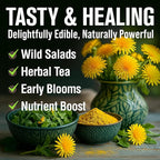 HOME GROWN Dandelion Seeds for Planting 600 Heirloom Medicinal Herb Seeds (~0.3g) Non GMO Grow Edible Leaves and Flowers for Remedies or Wildlife (Taraxacum officinale)