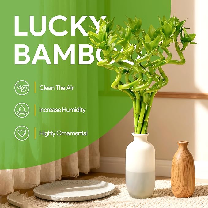 Fresh Lucky Bamboo 10 Stalks 8 Inch Spiral Style Live Plant - for Home Office Decor, Feng Shui & Good Fortune - Container Not Included